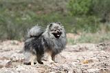 SPITZ ALLEMAND 025